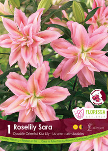 Lis ‘Roselily Sara’ ( Lilium ) : des lys doubles roses aux pétales pointus et nombreux. Le visuel Florissa présente la plante et son nom dans la partie inférieure de l’étiquette. La photographie occupe presque toute la surface, tandis que le bandeau du bas rassemble les indications du produit. Cette vue permet de reconnaître son apparence et de distinguer la variété présentée.