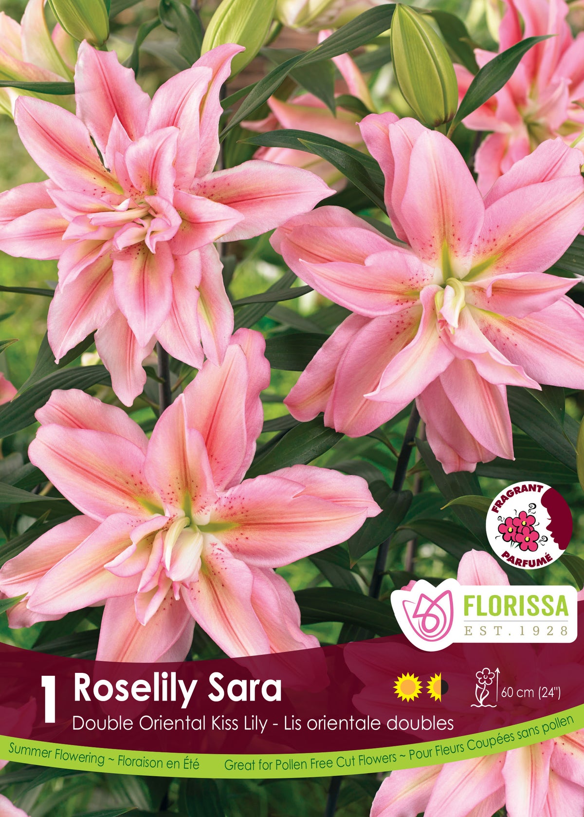 Lis ‘Roselily Sara’ ( Lilium ) : des lys doubles roses aux pétales pointus et nombreux. Le visuel Florissa présente la plante et son nom dans la partie inférieure de l’étiquette. La photographie occupe presque toute la surface, tandis que le bandeau du bas rassemble les indications du produit. Cette vue permet de reconnaître son apparence et de distinguer la variété présentée.
