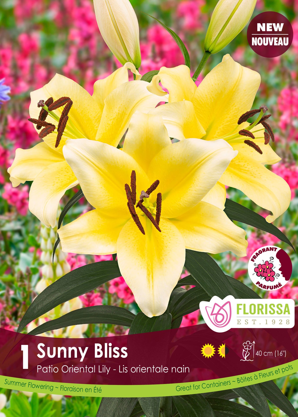 Lis Patio Oriental ‘Sunny Bliss’ ( Lilium ) : un lys jaune bordé de blanc aux étamines sombres. Le visuel Florissa présente la plante et son nom dans la partie inférieure de l’étiquette. La photographie occupe presque toute la surface, tandis que le bandeau du bas rassemble les indications du produit. Cette vue permet de reconnaître son apparence et de distinguer la variété présentée.