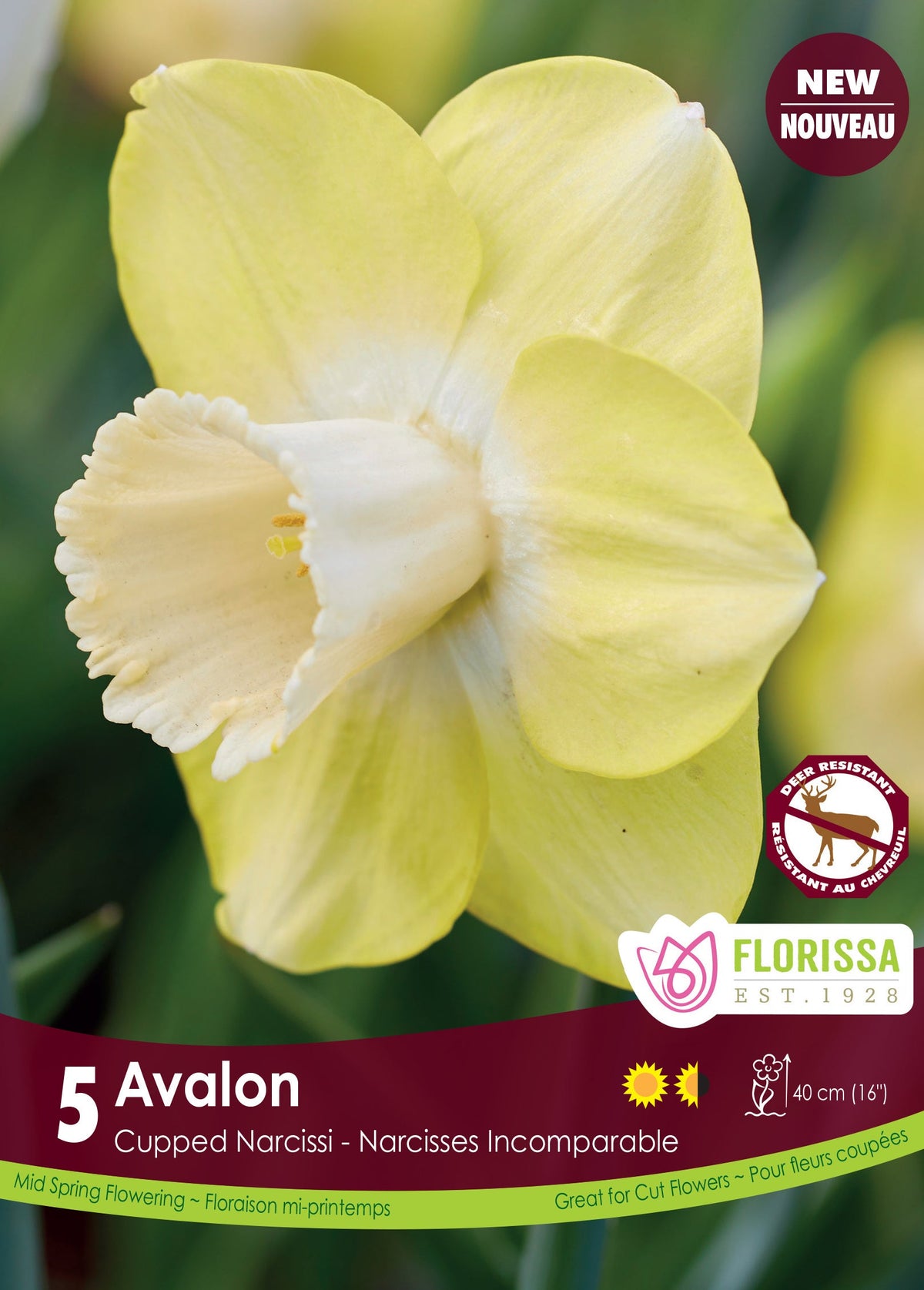 Narcisse 'Avalon'