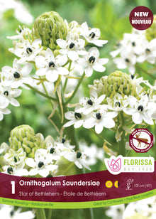 Ornithogalum ‘Saundersiae’ ( Ornithogalum ) : des bouquets de fleurs blanches à centre très sombre. Le visuel Florissa présente la plante et son nom dans la partie inférieure de l’étiquette. La photographie occupe presque toute la surface, tandis que le bandeau du bas rassemble les indications du produit. Cette vue permet de reconnaître son apparence et de distinguer la variété présentée.