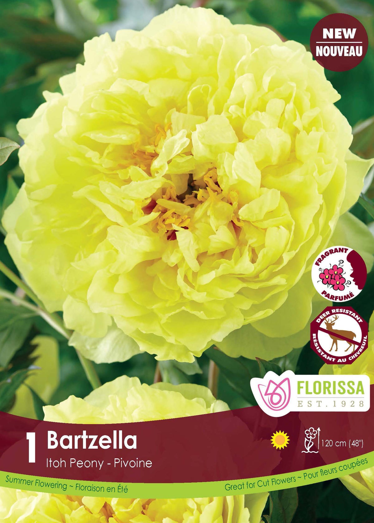 Pivoine Itoh ‘Bartzella’ ( Paeonia ) : une pivoine double jaune pâle à petites marques sombres au centre. Le visuel Florissa présente la plante et son nom dans la partie inférieure de l’étiquette. La photographie occupe presque toute la surface, tandis que le bandeau du bas rassemble les indications du produit. Cette vue permet de reconnaître son apparence et de distinguer la variété présentée.