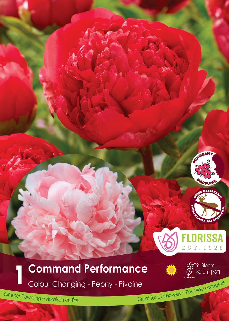 Peony 'Command Performance'