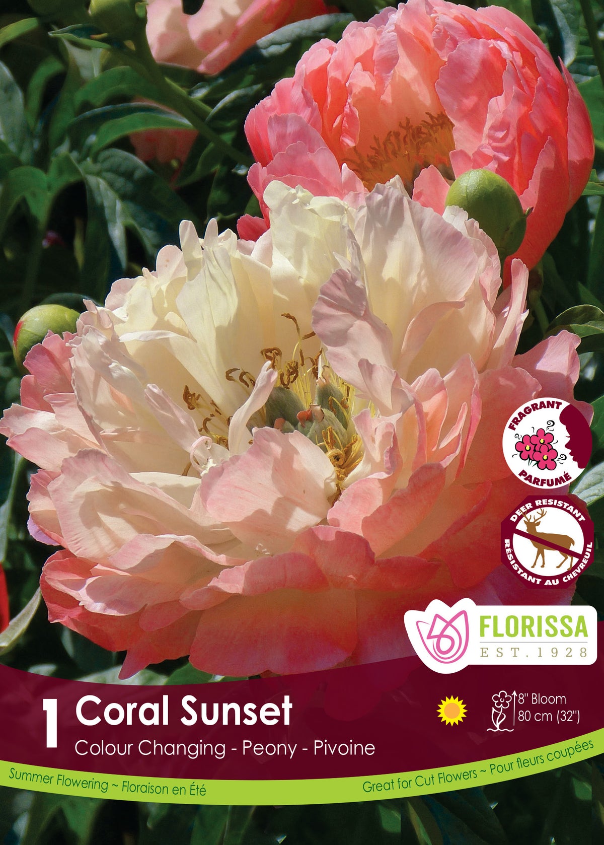 Pivoine ‘Coral Sunset’ ( Paeonia ) : des pivoines corail aux pétales nombreux, avec une fleur plus claire au premier plan. Le visuel Florissa présente la plante et son nom dans la partie inférieure de l’étiquette. La photographie occupe presque toute la surface, tandis que le bandeau du bas rassemble les indications du produit. Cette vue permet de reconnaître son apparence et de distinguer la variété présentée.