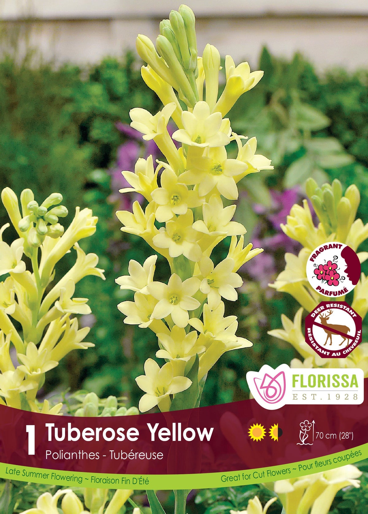 Tubéreuse jaune ( Polianthes tuberosa ) : des hampes de fleurs jaune pâle tubulaires, ouvertes en étoiles sous des boutons allongés. Le visuel Florissa présente la plante et son nom dans la partie inférieure de l’étiquette. La photographie occupe presque toute la surface, tandis que le bandeau du bas rassemble les indications du produit. Cette vue permet de reconnaître son apparence et de distinguer la variété présentée.
