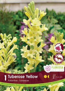 Tubéreuse jaune ( Polianthes tuberosa ) : des hampes de fleurs jaune pâle tubulaires, ouvertes en étoiles sous des boutons allongés. Le visuel Florissa présente la plante et son nom dans la partie inférieure de l’étiquette. La photographie occupe presque toute la surface, tandis que le bandeau du bas rassemble les indications du produit. Cette vue permet de reconnaître son apparence et de distinguer la variété présentée.