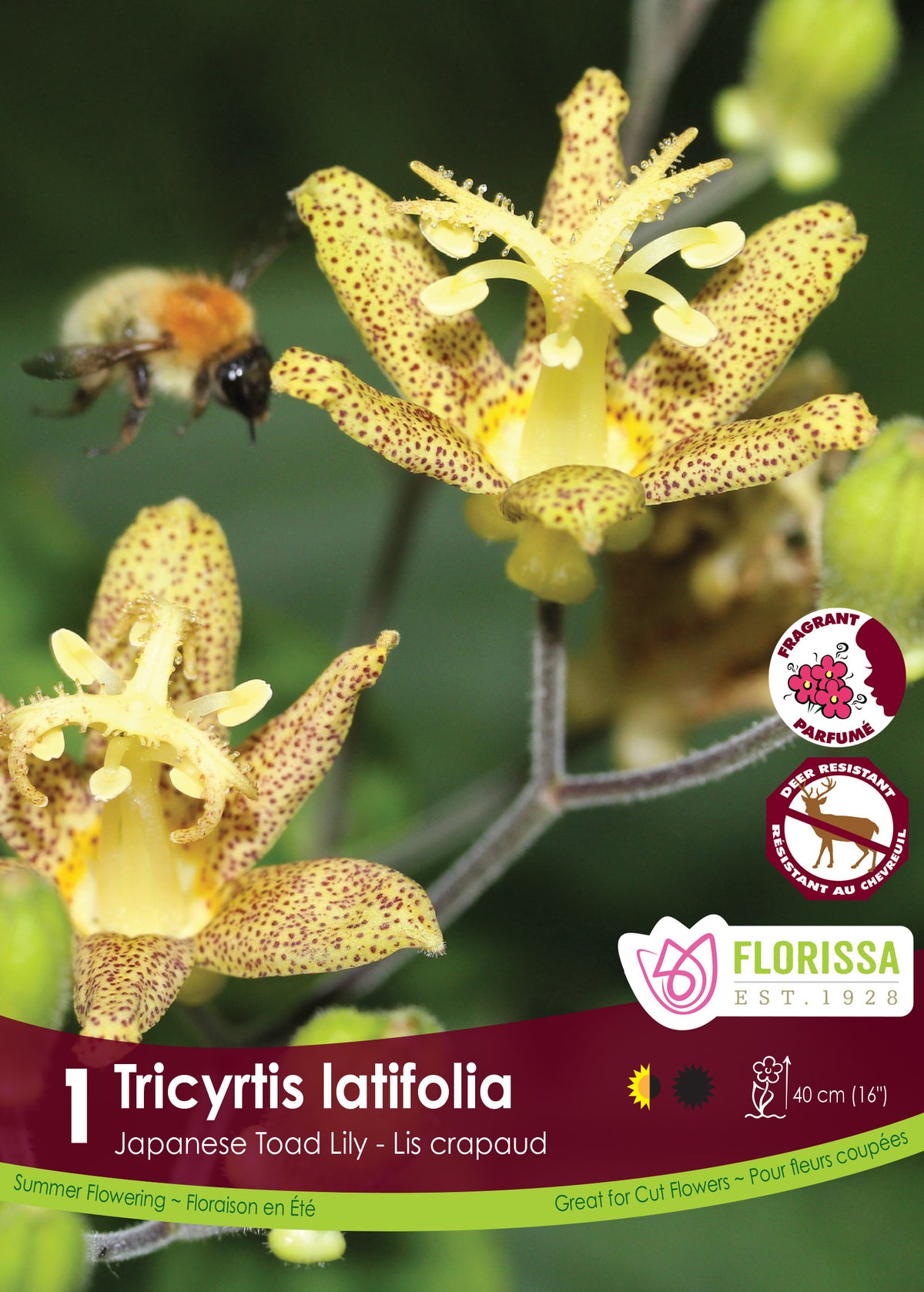 Lis crapaud à larges feuilles ( Tricyrtis latifolia ) : des fleurs jaunes étoilées couvertes de petites taches sombres. Le visuel Florissa présente la plante et son nom dans la partie inférieure de l’étiquette. La photographie occupe presque toute la surface, tandis que le bandeau du bas rassemble les indications du produit. Cette vue permet de reconnaître son apparence et de distinguer la variété présentée.
