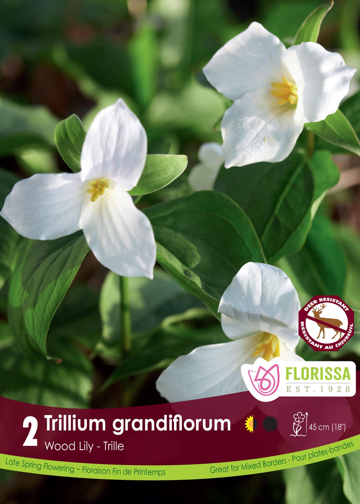 Trille neige ‘Grandiflorum’ ( Trillium ) : des fleurs de trille blanches à trois pétales. Le visuel Florissa présente la plante et son nom dans la partie inférieure de l’étiquette. La photographie occupe presque toute la surface, tandis que le bandeau du bas rassemble les indications du produit. Cette vue permet de reconnaître son apparence et de distinguer la variété présentée.