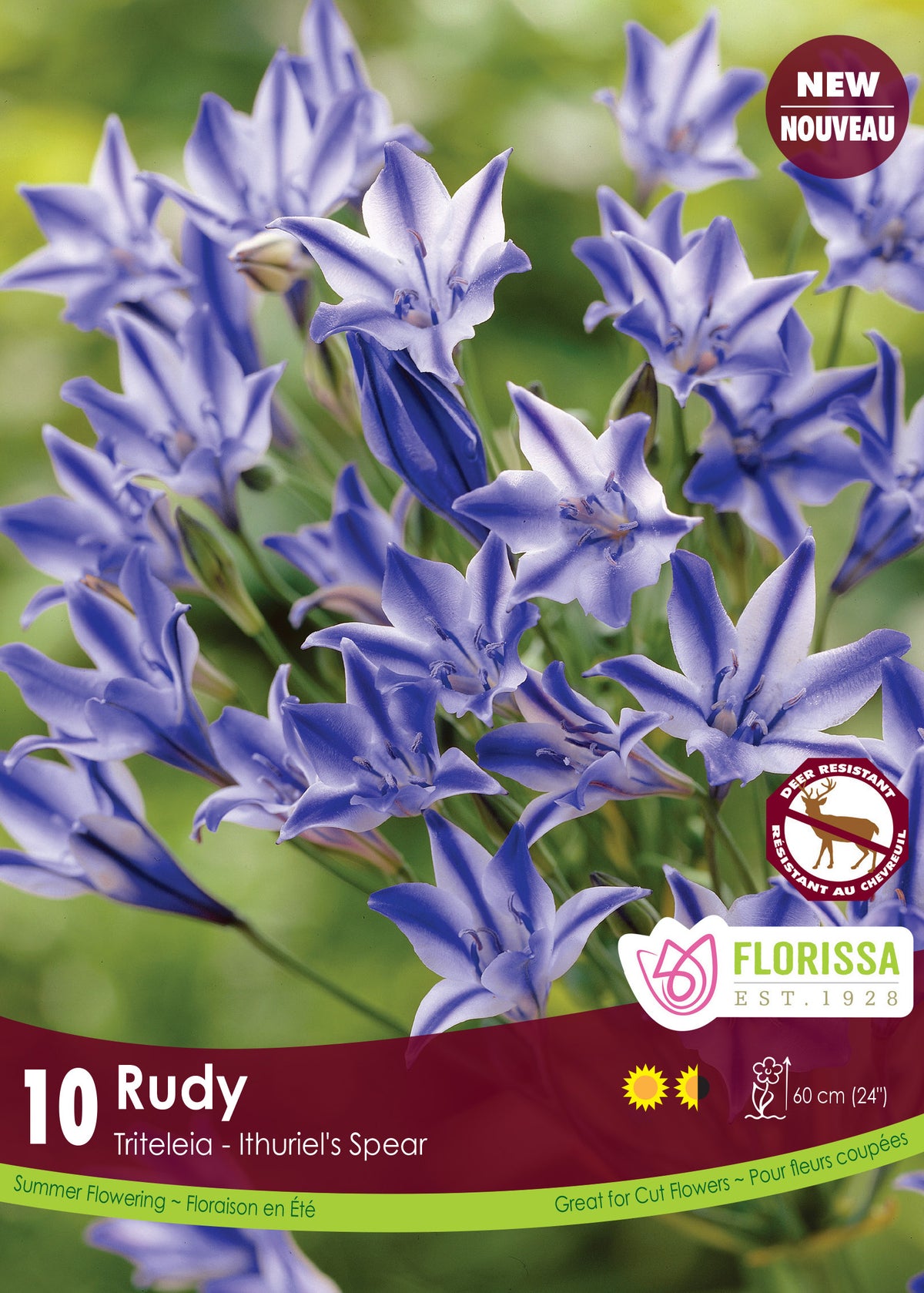Triteleia ‘Rudy’ (10 bulbes) ( Triteleia ) : des fleurs étoilées blanches parcourues de bandes bleues. Le visuel Florissa présente la plante et son nom dans la partie inférieure de l’étiquette. La photographie occupe presque toute la surface, tandis que le bandeau du bas rassemble les indications du produit. Cette vue permet de reconnaître son apparence et de distinguer la variété présentée.