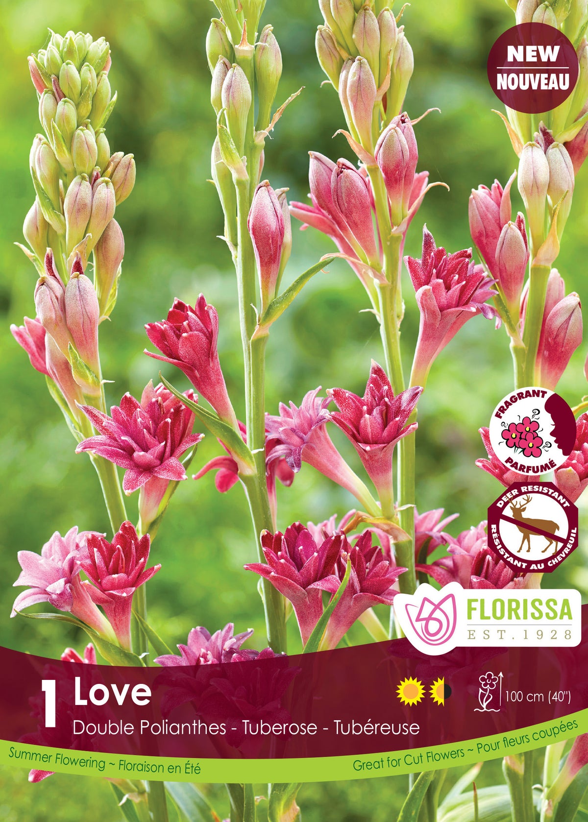 Tubéreuse double 'Love'