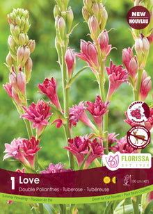 Tubéreuse double 'Love'
