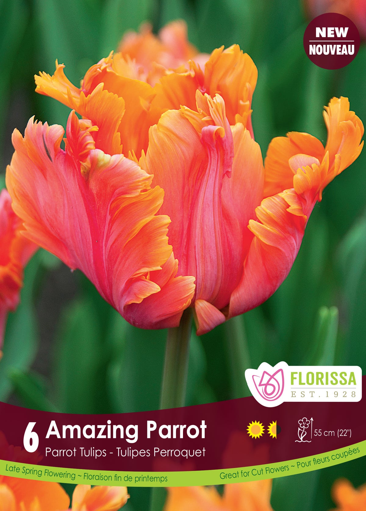 Tulipe ‘Amazing Parrot’ ( Tulipa ) : une tulipe perroquet orange et rose aux pétales découpés. Le visuel Florissa présente la plante et son nom dans la partie inférieure de l’étiquette. La photographie occupe presque toute la surface, tandis que le bandeau du bas rassemble les indications du produit. Cette vue permet de reconnaître son apparence et de distinguer la variété présentée.