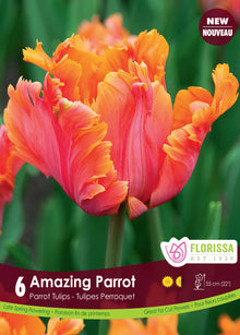 Tulipe ‘Amazing Parrot’ ( Tulipa ) : une tulipe perroquet orange et rose aux pétales découpés. Le visuel Florissa présente la plante et son nom dans la partie inférieure de l’étiquette. La photographie occupe presque toute la surface, tandis que le bandeau du bas rassemble les indications du produit. Cette vue permet de reconnaître son apparence et de distinguer la variété présentée.