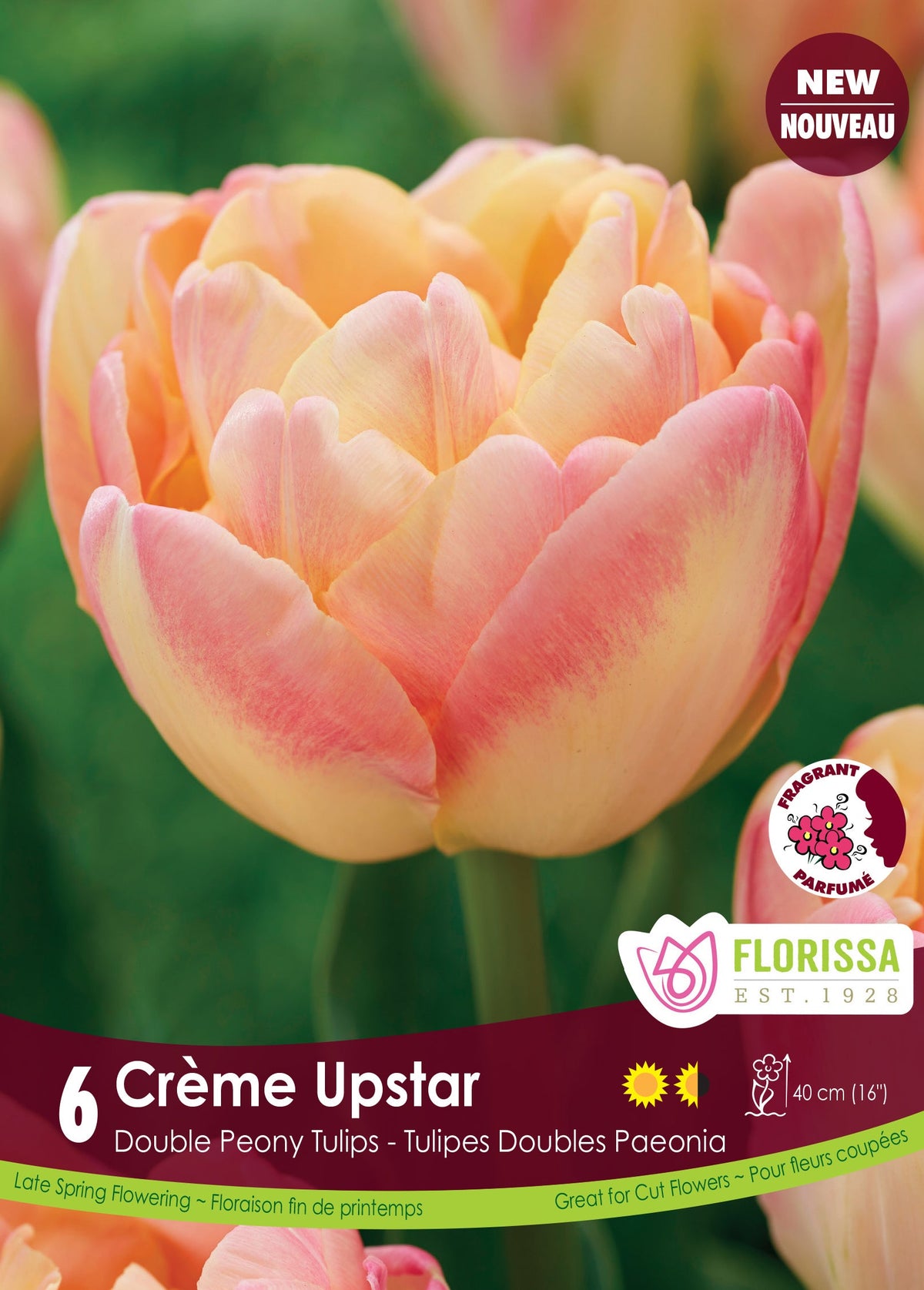 ‘Crème Upstar’ Tulip (Tulipa ‘Crème Upstar’)