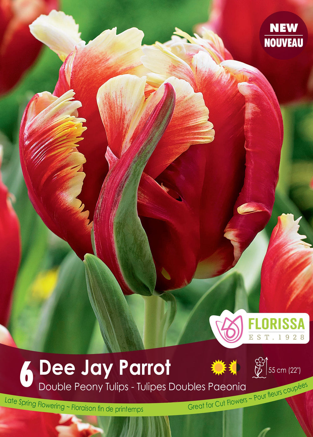 ‘Dee Jay Parrot’ Tulip (Tulipa ‘Dee Jay Parrot’)