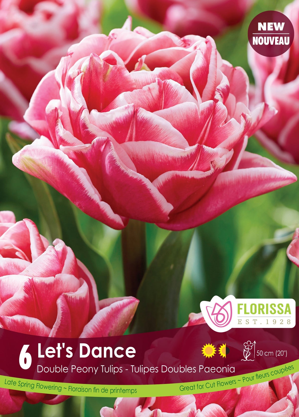 Tulipe 'Let's Dance'