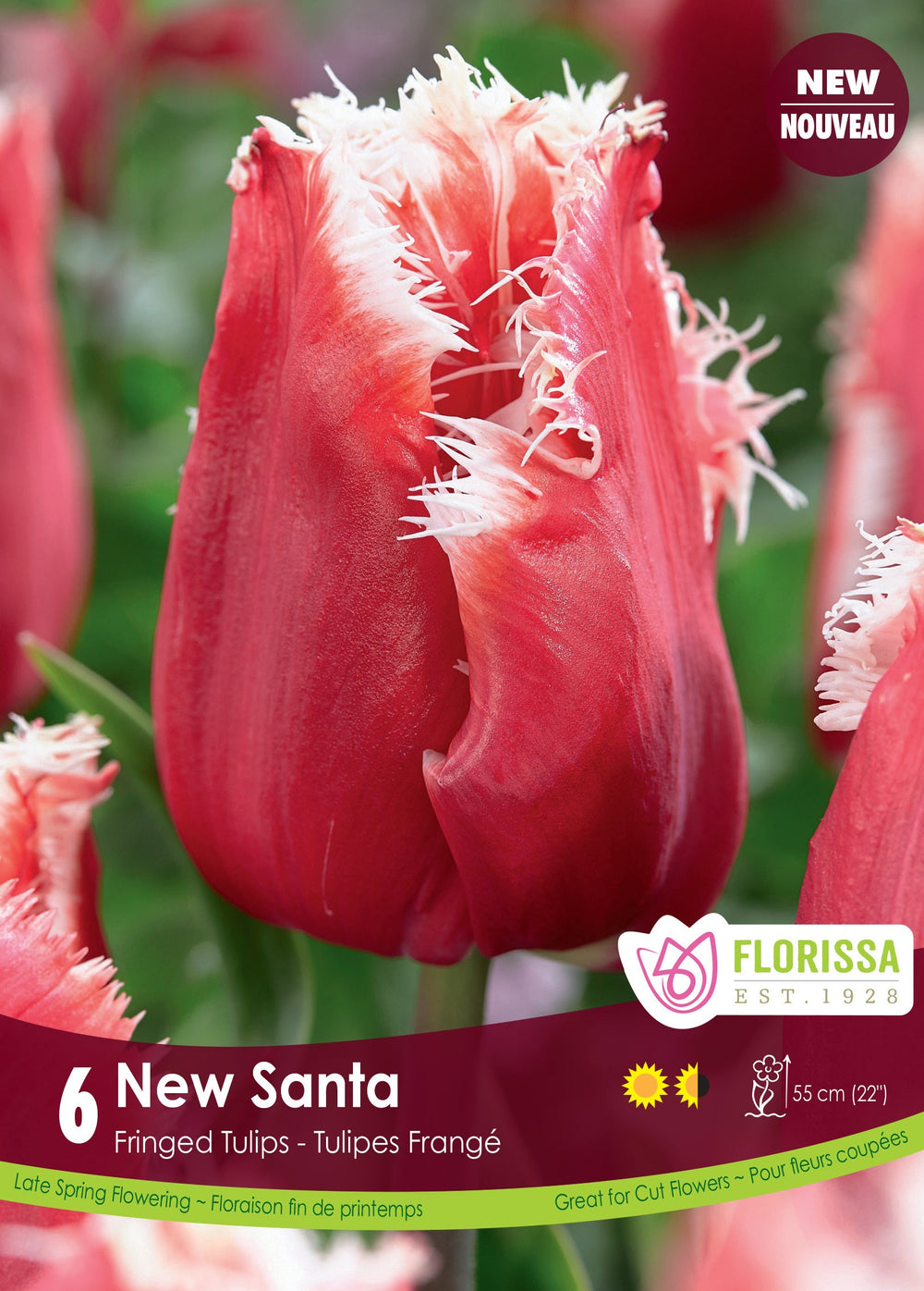 New Santa Tulip