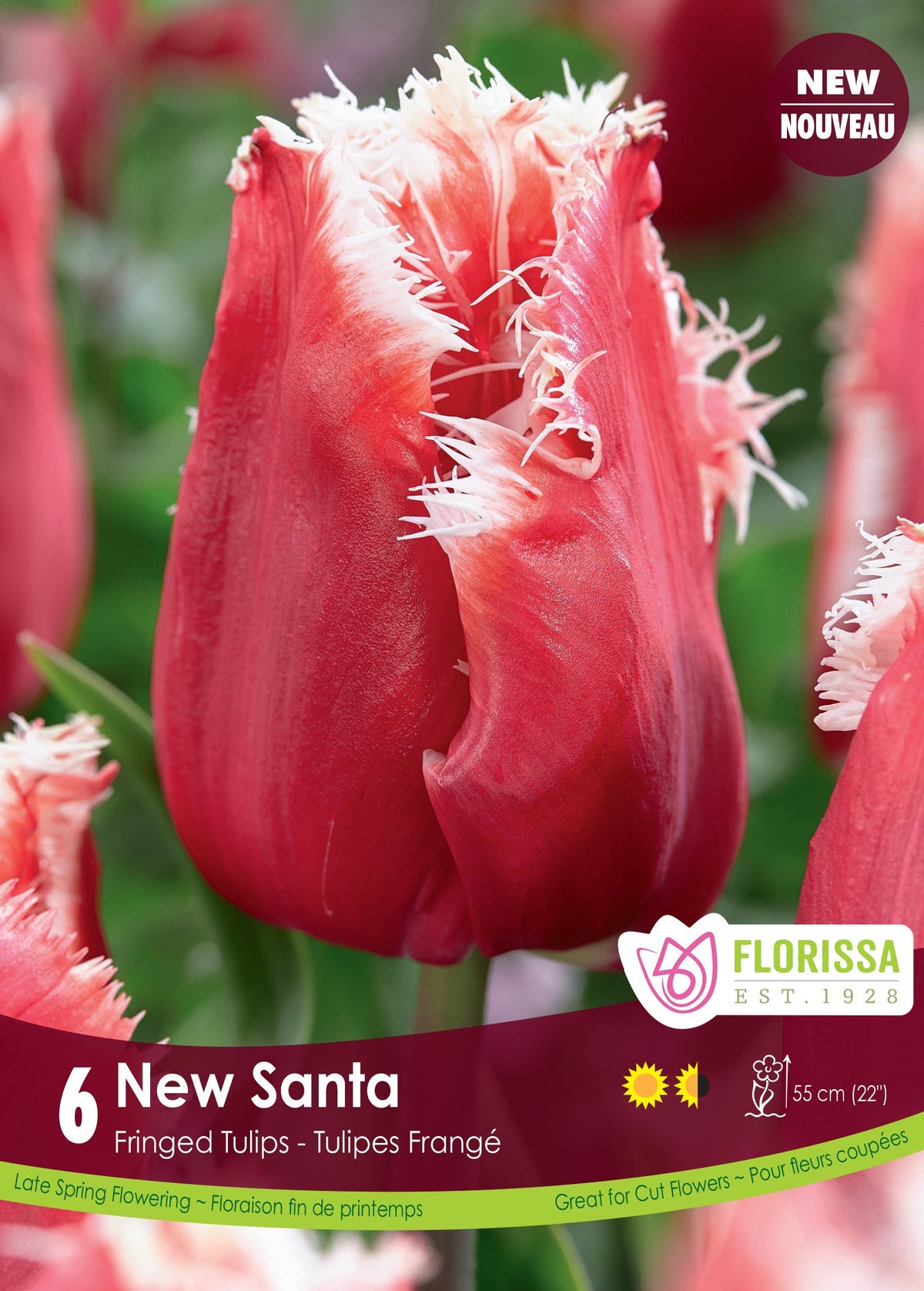New Santa Tulip