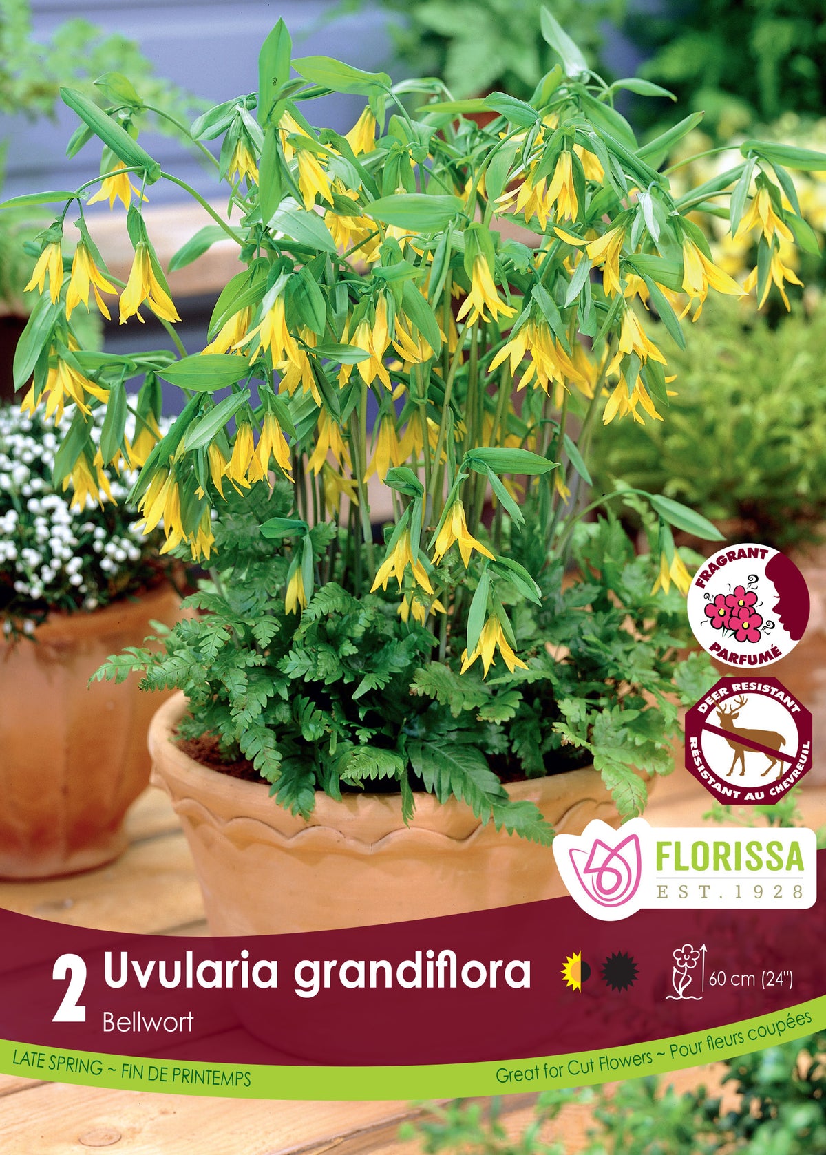Uvulaire à grandes fleurs ( Uvularia grandiflora ) : des fleurs jaunes retombantes, aux pétales étroits, sur des tiges feuillées. Le visuel Florissa présente la plante et son nom dans la partie inférieure de l’étiquette. La photographie occupe presque toute la surface, tandis que le bandeau du bas rassemble les indications du produit. Cette vue permet de reconnaître son apparence et de distinguer la variété présentée.