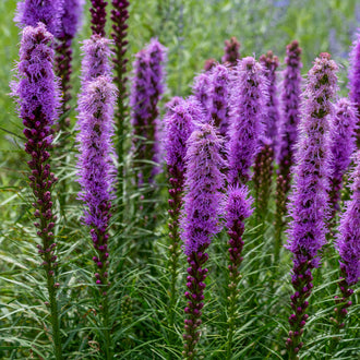 Image officielle de Liatris à Épi associée au petit sachet de semences Northern Wildflowers. Cette.