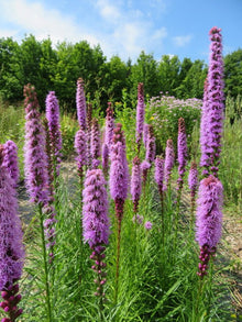 Liatris with spikes
