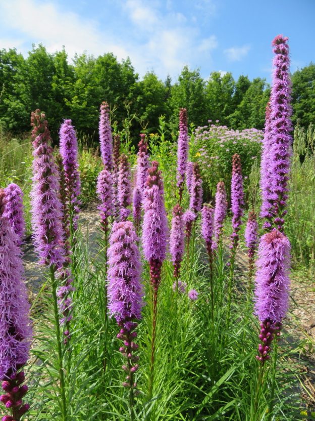 Liatris with spikes