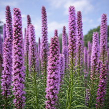 Liatris à épis en fleurs, vivace aux épis floraux mauves.