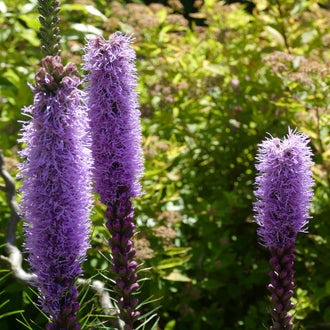 Image officielle de Liatris à inflorescence dense, Liatris spicata, associée au petit sachet de.
