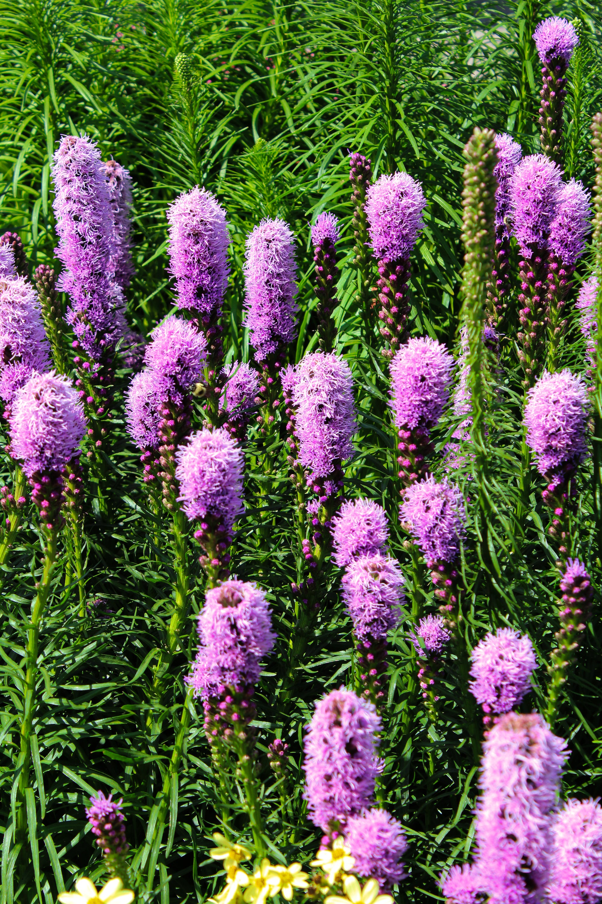 Liatris spicata 'Kobold'