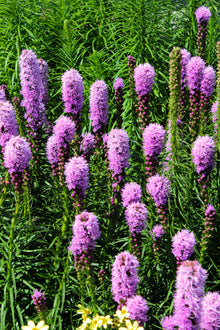 Liatris spicata 'Kobold'
