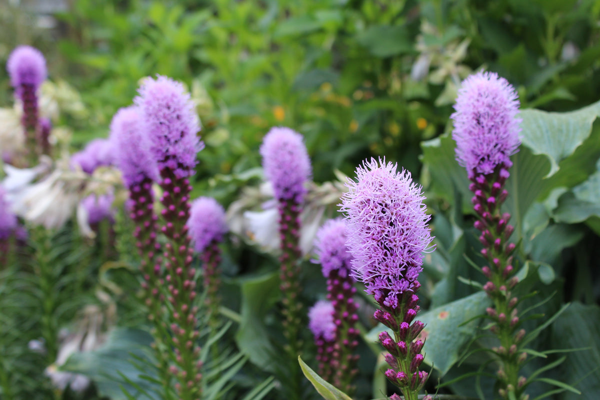 Liatris spicata 'Kobold'