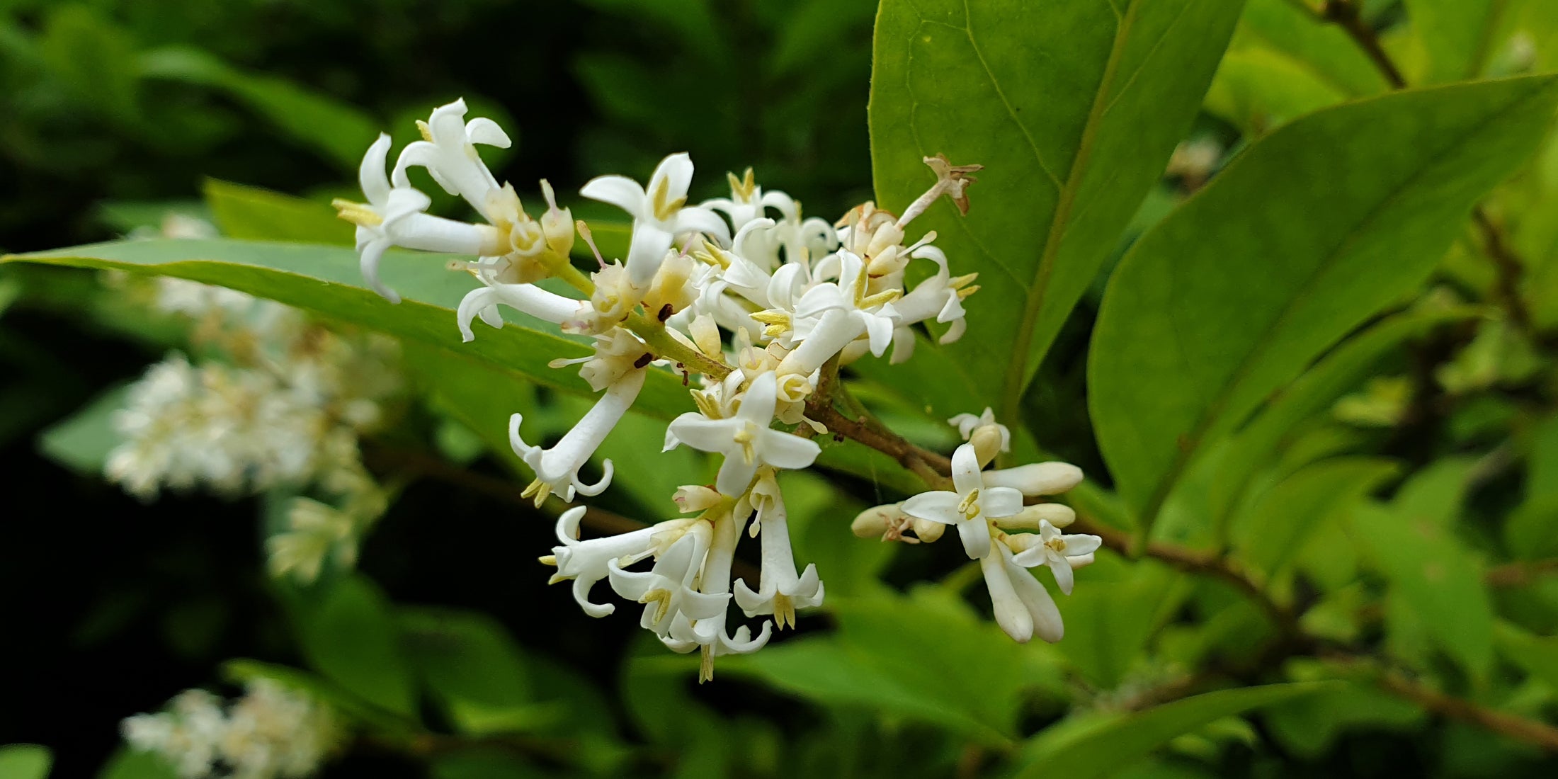 Ligustrum amurense