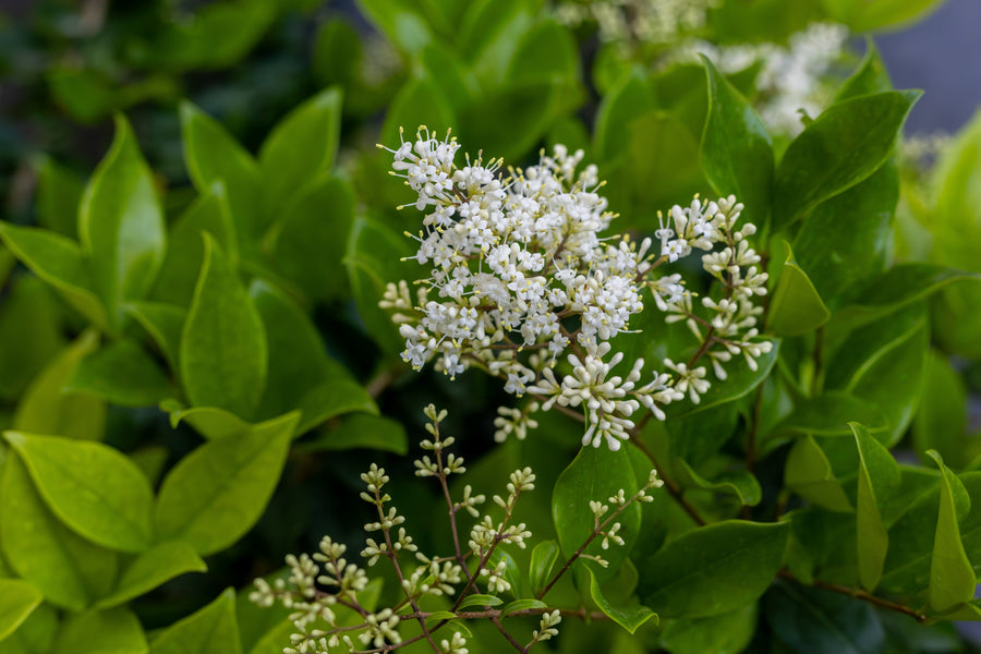 Ligustrum vulgare 'Cheyenne'