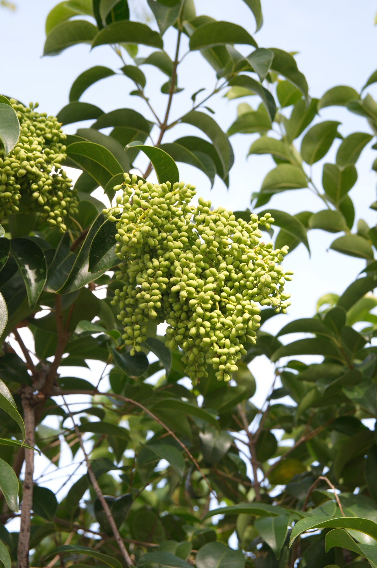 Ligustrum vulgare 'Variegated Privet'