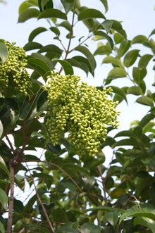 Ligustrum vulgare 'Variegated Privet'