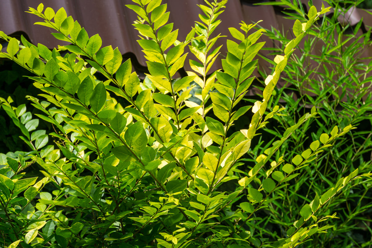 Troène doré de Vicary (Ligustrum × vicaryi)
