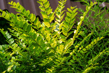 Troène doré de Vicary (Ligustrum × vicaryi)