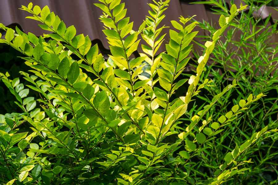 Ligustrum × vicaryi