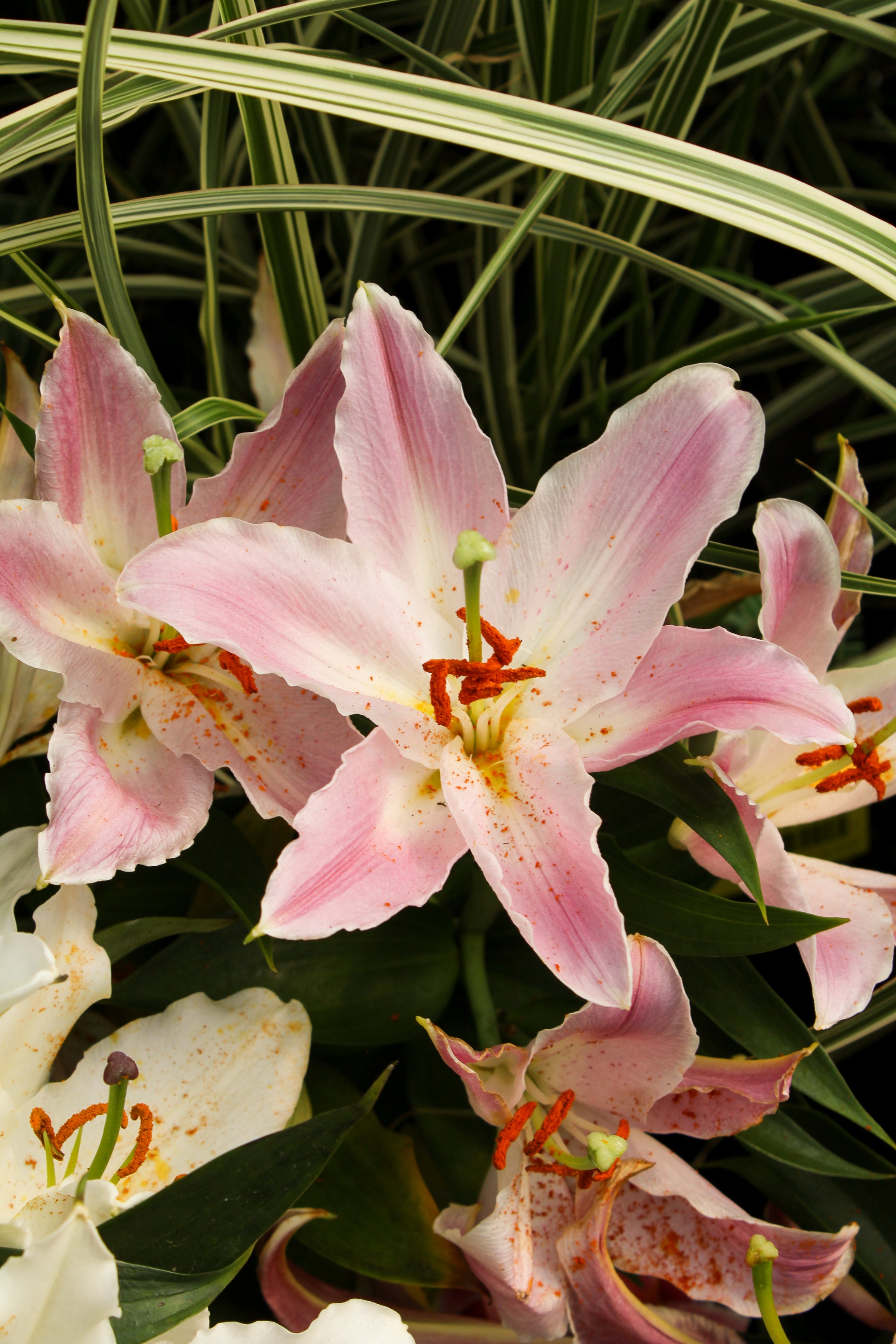 Lilium orientalis 'Sunny Robyn'