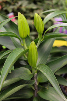 Lilium orientalis 'Sunny Keys'
