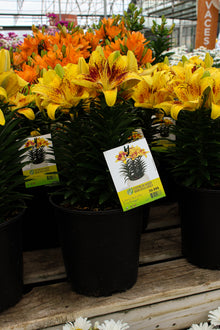 asiatic lily tiny nugget Pépinière.ca