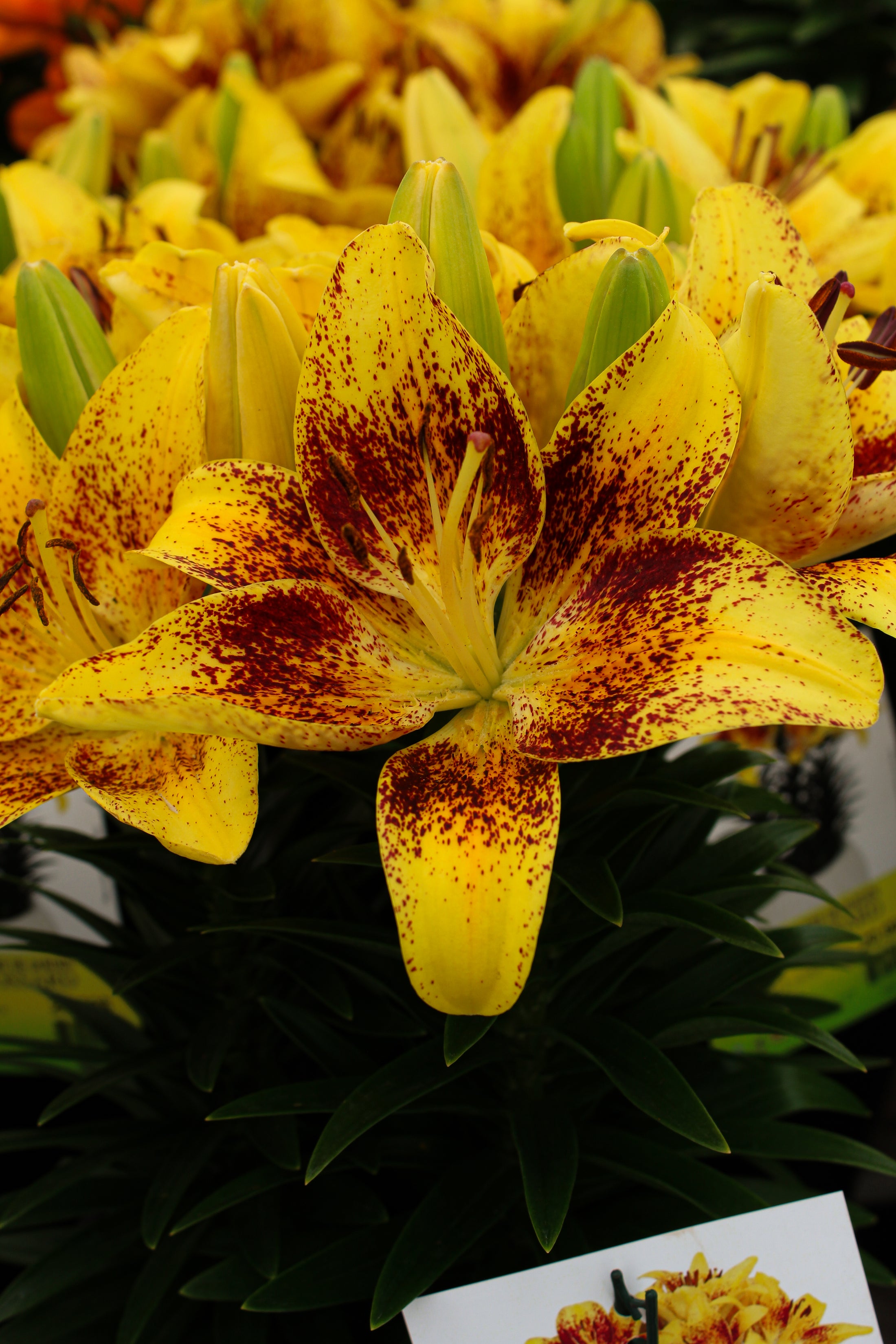 Lilium asiatica 'Tiny Nugget'