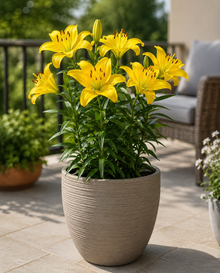 Lilium 'Charlotte's Joy'