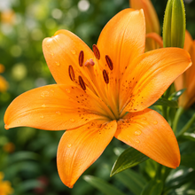 Lilium 'Lava Joy'