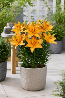 Lilium 'Lava Joy'