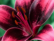 Lilium 'Purple Dream'