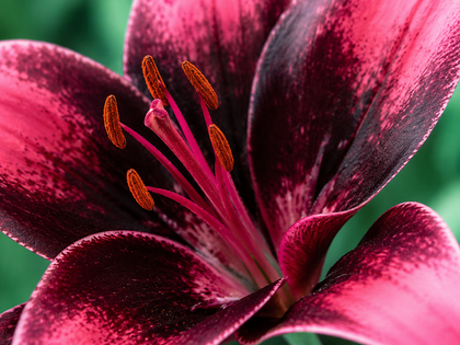 Lilium 'Purple Dream'