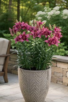 Lilium 'Purple Dream'