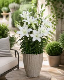 Lilium 'Sparkling Joy'