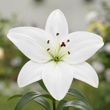 Lilium 'Sparkling Joy'